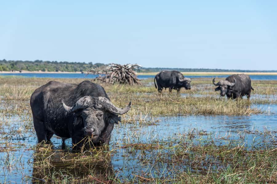 Chobe National Park: Day Trip, Safari drive & River Cruise - Price and Value: Is $190 Actually Fair?