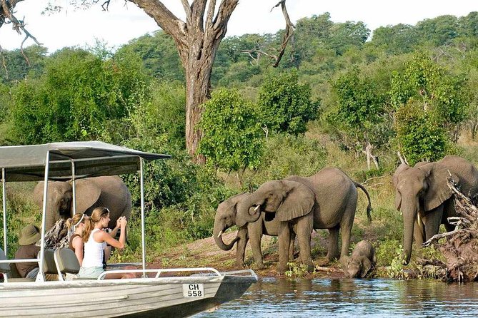 Chobe Safari Day Trip From Livingstone - Chobe Game Drive in the Jeep: Your Best Shot at the Big Moments