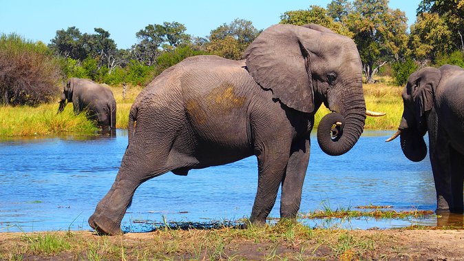 Chobe Safari Day Trip From Livingstone - Lake Chobe River Cruise: Hippos, Giraffes, and Close-Up Animal Vibes