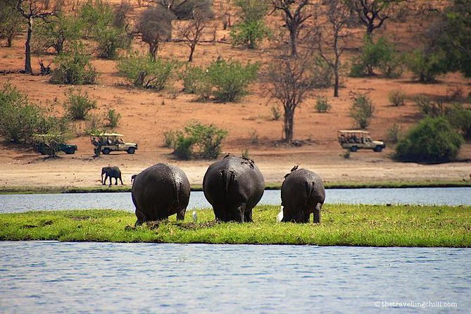 Chobe Safari Day Trip From Livingstone - Group Size and Day Comfort: What Up to 100 People Means