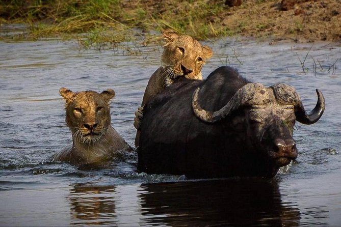 Chobe Safari Day Trip From Livingstone - Who This Tour Fits Best (And Who Might Want Another Option)