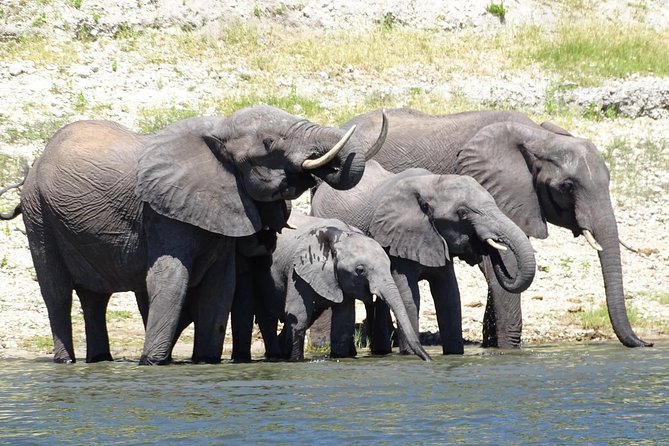 Chobe Safari Experience Day Trip - MINIMUM 2 PEOPLE - Key highlights I’d circle before you book