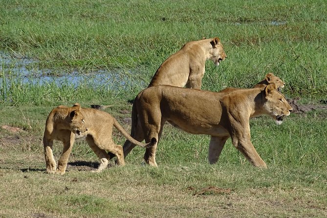 Chobe Safari Experience Day Trip - MINIMUM 2 PEOPLE - Livingstone to Chobe: the rhythm of a long wildlife day