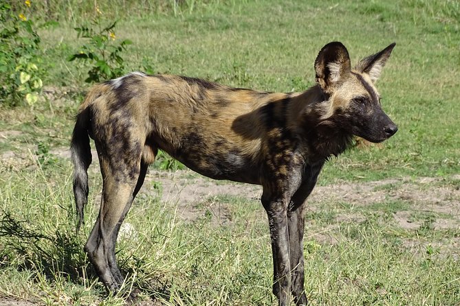 Chobe Safari Experience Day Trip - MINIMUM 2 PEOPLE - Top Hotel buffet lunch: a real break, not just a stop