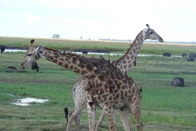Chobe Safari Experience Day Trip - MINIMUM 2 PEOPLE - Chobe National Park Jeep safari: your best shot at the Big Five