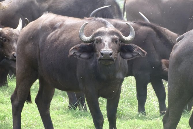 Chobe Safari Experience Day Trip - MINIMUM 2 PEOPLE - Price and value for $225: what you get and what to budget