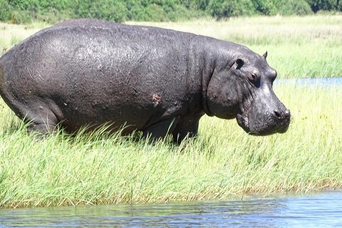 Chobe Safari Experience Day Trip - MINIMUM 2 PEOPLE - Timing, weather, and what to wear so the day stays fun