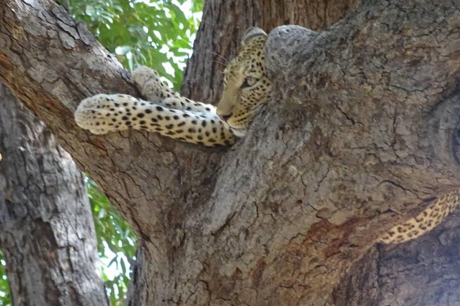 Chobe Safari Experience Day Trip - MINIMUM 2 PEOPLE - Who should book this Chobe day trip (and who might pass)