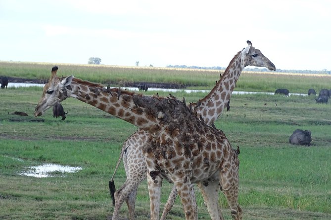 Chobe Safari Experience Day Trip - MINIMUM 2 PEOPLE - Chobe National Park Jeep safari: your best shot at the Big Five