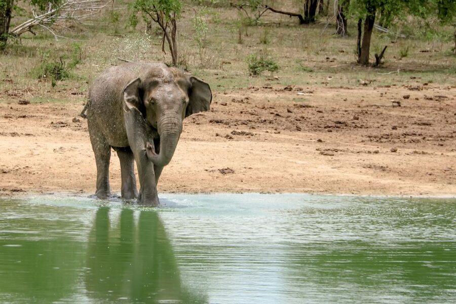 Colombo/Negombo: Sigiriya, Kandy, Ella 3-Day Trip with Train - Price and extra costs: getting value without surprises