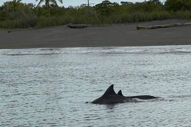 Corcovado National Park: Sirena Day Tour From Puerto Jimenez - Key Points I’d Plan Around
