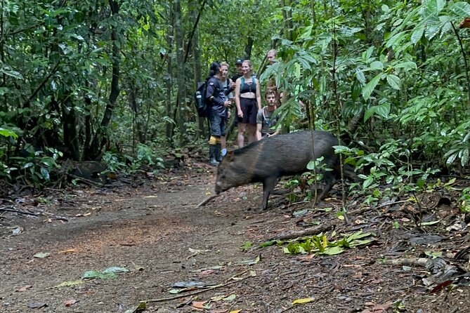 Corcovado National Park: Sirena Day Tour From Puerto Jimenez - What the Tour Actually Includes (and What You Must Bring)