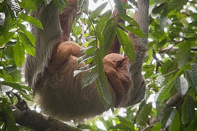 Corcovado National Park: Sirena Day Tour From Puerto Jimenez - Small Group Size: The Difference You Feel