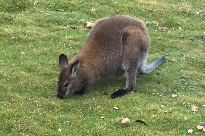 Cradle Mountain Day Tour from Launceston Including Lunch - Key points before you go