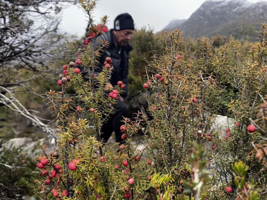 Cradle Mountain: Day Trip from Launceston with Lunch - Comfort, timing, and dressing for real alpine weather