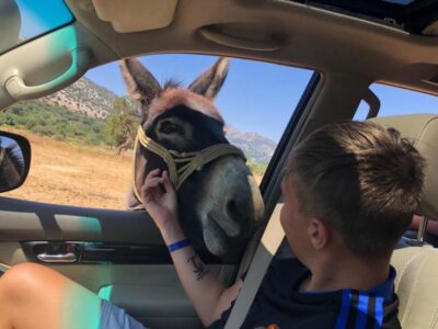 Crete: Sightseeing Day Trip with Cooking Lesson and Lunch - Potamies farm: goat milking, milk products, and the real rhythm