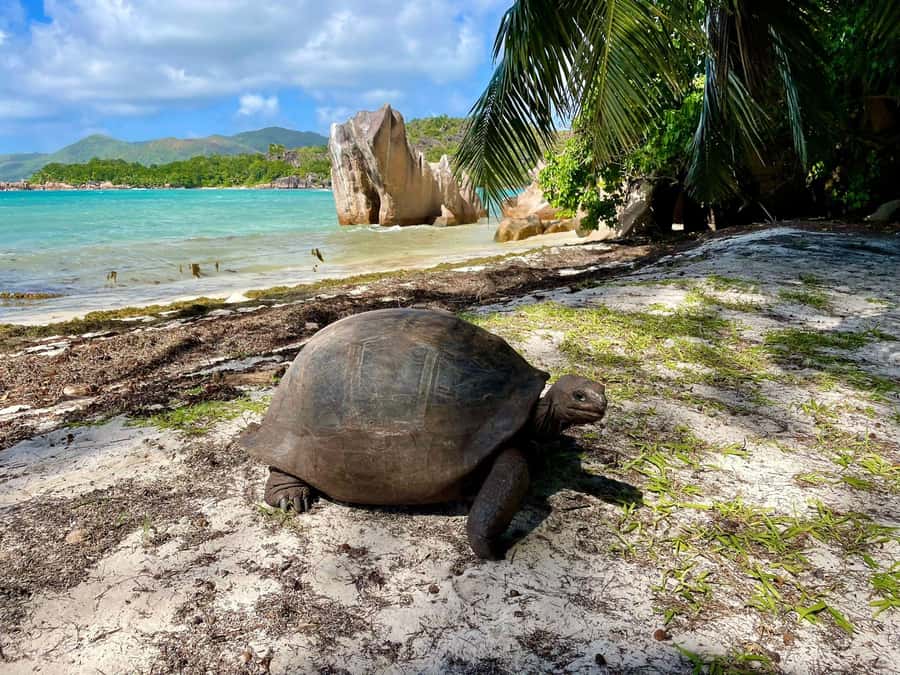 Curieuse and St. Pierre Islands Day Trip with BBQ Lunch - Getting started on Praslin: pickup points and speedboat reality