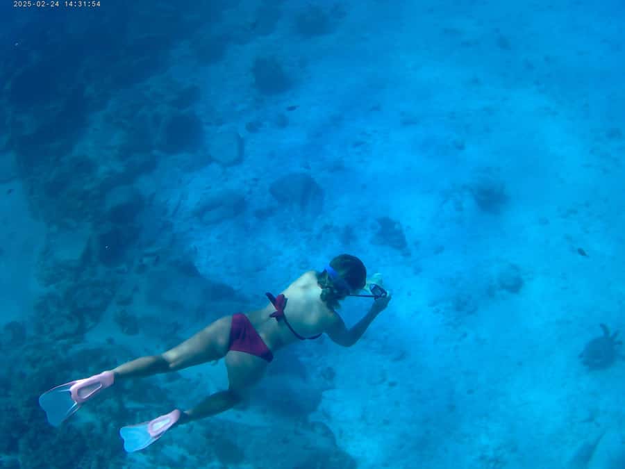Curieuse and St Pierre Snorkeling Half-Day Trip No BBQ Lunch - Key highlights to expect on this half-day Praslin adventure