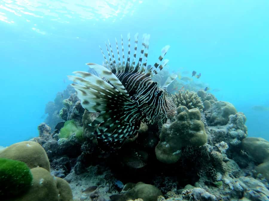 Curieuse and St Pierre Snorkeling Half-Day Trip No BBQ Lunch - Curieuse tortoise time: the main reason this trip is worth it