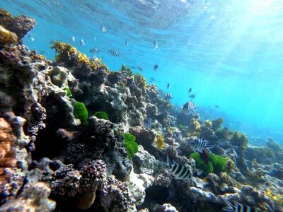 Curieuse and St Pierre Snorkeling Half-Day Trip No BBQ Lunch - The mangrove swamp hike to Anse José: short trail, real ecosystem lessons