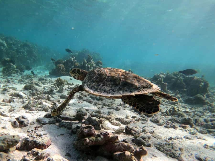Curieuse and St Pierre Snorkeling Half-Day Trip No BBQ Lunch - Price and what you get for $53 (plus the one extra fee you must budget)