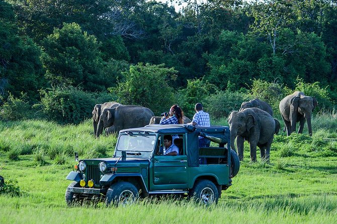 Day Tour from kandy to Sigiriya, Dambulla & National Park safari. - Why this Kandy-to-Sigiriya loop is worth your day