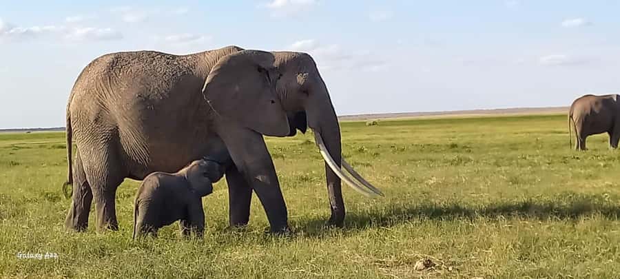 DAY TRIP AMBOSELI NATIONAL PARK FROM NAIROBI BUDGET SAFARI. - Key things that make this day trip work