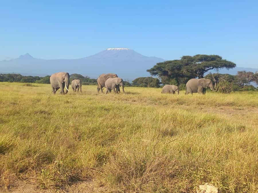 DAY TRIP AMBOSELI NATIONAL PARK FROM NAIROBI BUDGET SAFARI. - A quick guide to booking smart
