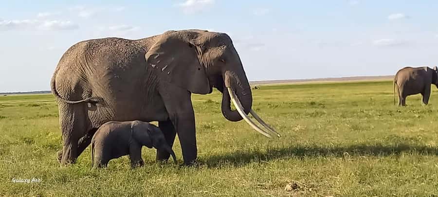 DAY TRIP AMBOSELI NATIONAL PARK FROM NAIROBI BUDGET SAFARI. - From Nairobi pickup to Amboseli: the morning plan you’re betting on