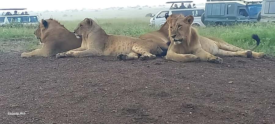 DAY TRIP AMBOSELI NATIONAL PARK FROM NAIROBI BUDGET SAFARI. - Kilimanjaro photo stops: how to maximize views without wasting time