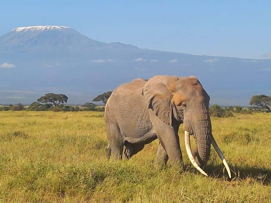 DAY TRIP AMBOSELI NATIONAL PARK FROM NAIROBI BUDGET SAFARI. - The drive back to Nairobi: long hours, but the pace is managed