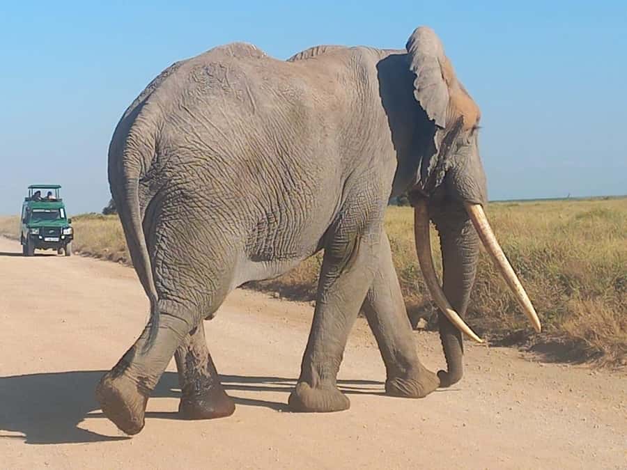 DAY TRIP AMBOSELI NATIONAL PARK FROM NAIROBI BUDGET SAFARI. - Value check: does $170 make sense for this Kenya day safari?