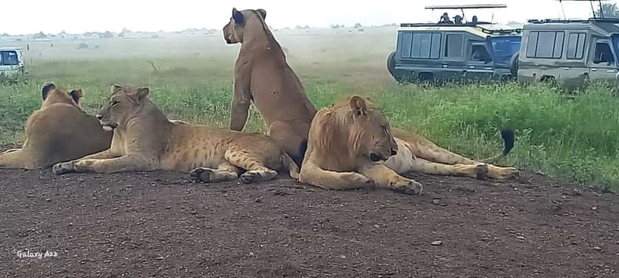DAY TRIP AMBOSELI NATIONAL PARK FROM NAIROBI BUDGET SAFARI. - Who this tour fits best (and who should consider alternatives)
