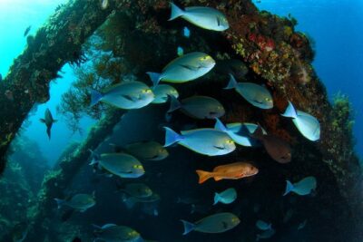 Day Trip certified divers - 3 Dives in Tulamben (pick-up & drop-off included) - USS Liberty shipwreck: why this wreck visit earns its fame