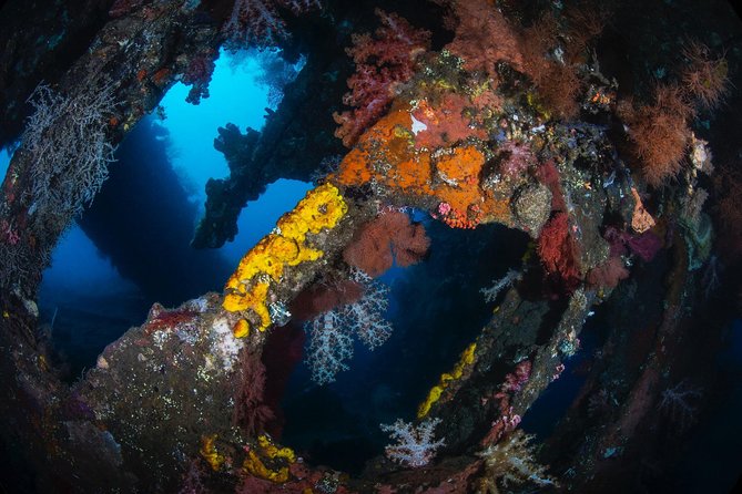 Day Trip certified divers - 3 Dives in Tulamben (pick-up & drop-off included) - Marine-life spotting with your guide: names to look for and why it helps