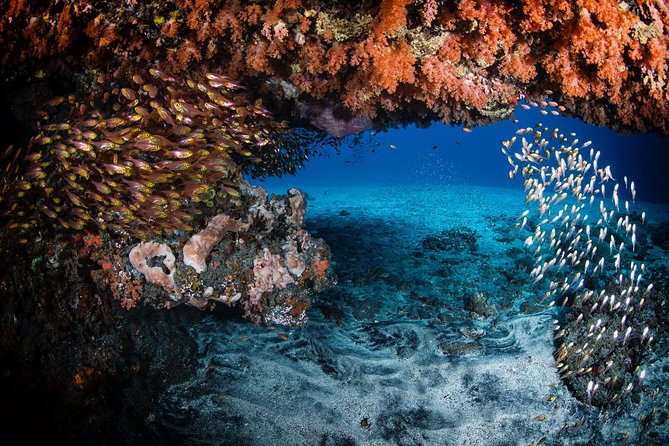 Day Trip certified divers - 3 Dives in Tulamben (pick-up & drop-off included) - Who this trip suits best (and who should rethink it)