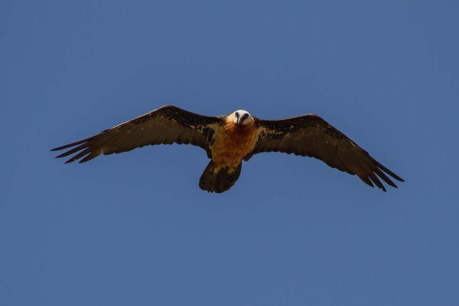 Day Trip From Addis Ababa See Historical Monastery,Stunning Nature,Animals,Birds - Blue Nile Gorge wildlife: Geladas and vultures in the same day