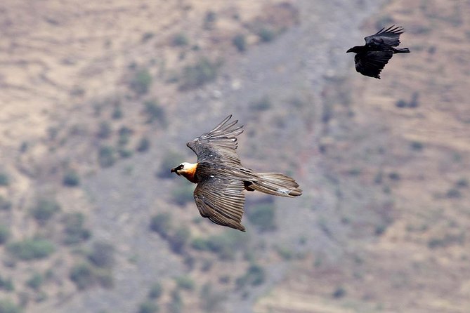 Day Trip From Addis Ababa See Historical Monastery,Stunning Nature,Animals,Birds - Birdwatching in the Jemma Valley: Harwood’s Francolin and more