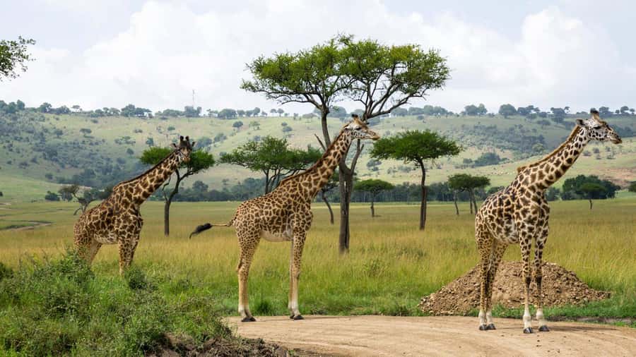Day Trip: Hell's Gate Bike Ride & Lake Naivasha Boat Ride - Cycling in Hell’s Gate: the thrill of wildlife close-up