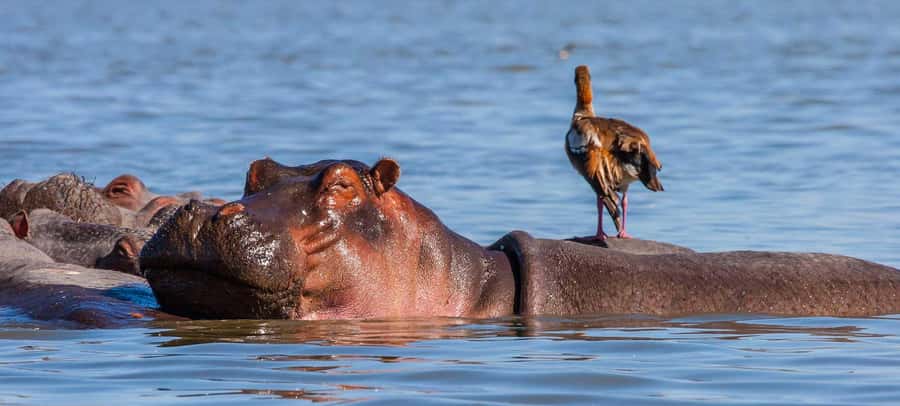 Day Trip: Hell's Gate Bike Ride & Lake Naivasha Boat Ride - Should you book the Hell’s Gate bike and Lake Naivasha boat day trip?