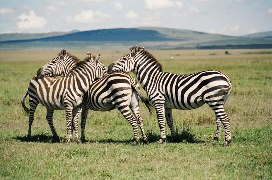 Day Trip: Hell's Gate Bike Ride & Lake Naivasha Boat Ride - Lake Naivasha boat safari: hippos and bird-watching at eye level