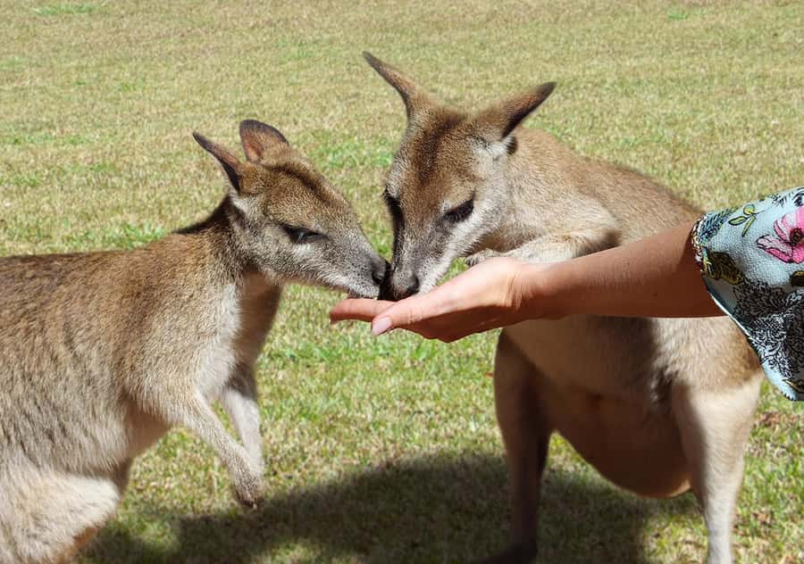 Day Trip: Rainforest & Aboriginal Culture Tour - Koala & Wildlife Park: the best hands-on animal time