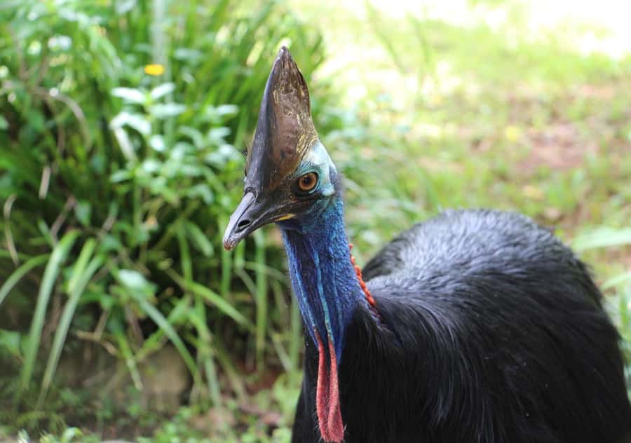 Day Trip: Rainforest & Aboriginal Culture Tour - Kuranda Village free time: make it count with a simple strategy