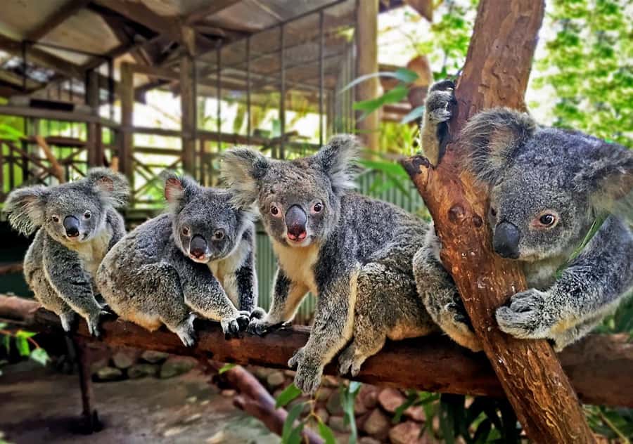 Day Trip: Rainforest & Aboriginal Culture Tour - Pamagirri Dreamtime Walk: you participate, not just watch
