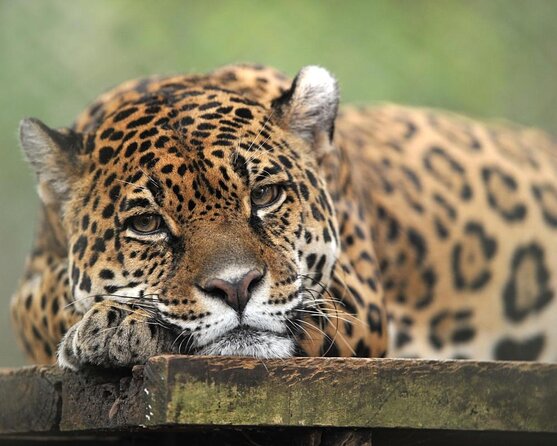 Day Trip to El Valle Anton from Panama City - Key highlights you’ll feel all day