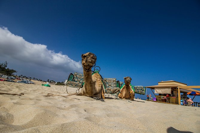 Day trip to Fuerteventura from Lanzarote - El Cotillo: Fishing-Village Atmosphere and a Lunch Option