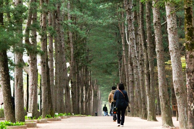 Day Trip to Nami Island with Rail bike and The Garden of Morning Calm - Nami Island at Your Pace: Tree-Lined Charm With Real Crowd Math