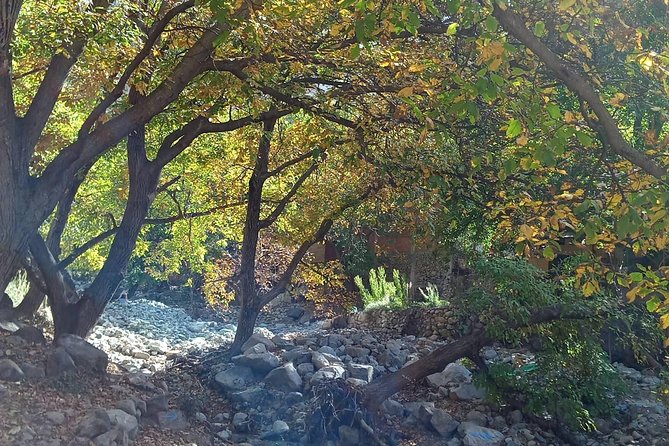 Day Trip to Ourika Valley and Atlas Mountains - The Setti-Fatma Flow: Village Breaks and Waterfall Views