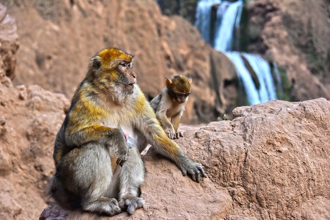 Day Trip to Ouzoud WaterFalls from Marrakech: Shared - Photo time and the optional boat ride: getting close without losing the day