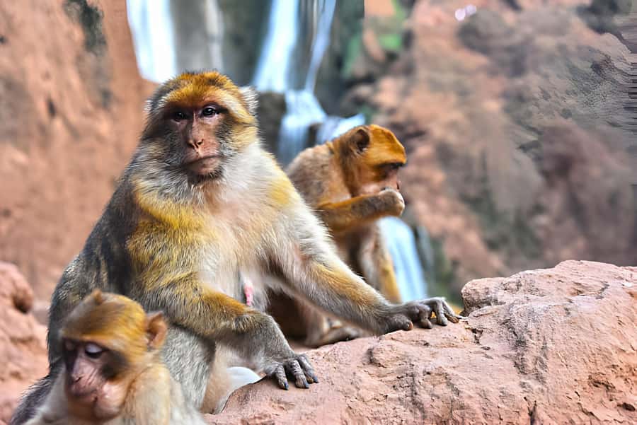 Day Trip To Ouzoud Waterfalls (Guide Hik & Boat option) - Ouzoud Waterfalls: Why This Spot Lives Up to the Hype